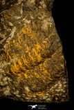 30484 - Museum Grade Association Selenopeltis longispina + 3 Eudolatites sp Upper Ordovician Trilobite