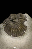 21249 - Great Collection of 15 Scabriscutellum sp Middle Devonian Trilobites