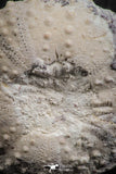 07360 - Top Quality 1.49 Inch Tetragramma marticense (Sea Urchin) Cretaceous