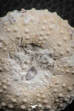 07360 - Top Quality 1.49 Inch Tetragramma marticense (Sea Urchin) Cretaceous