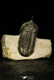 30201 - Well Prepared "Flying" 2.86 Inch Morocconites malladoides Middle Devonian Trilobite