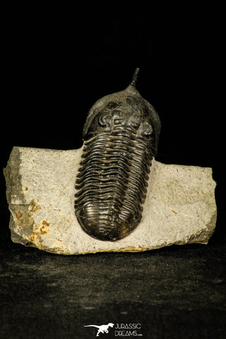 30201 - Well Prepared "Flying" 2.86 Inch Morocconites malladoides Middle Devonian Trilobite