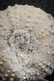 07361 - Top Quality 1.33 Inch Tetragramma marticense (Sea Urchin) Cretaceous
