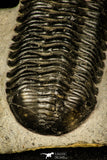 30201 - Well Prepared "Flying" 2.86 Inch Morocconites malladoides Middle Devonian Trilobite