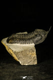 30201 - Well Prepared "Flying" 2.86 Inch Morocconites malladoides Middle Devonian Trilobite
