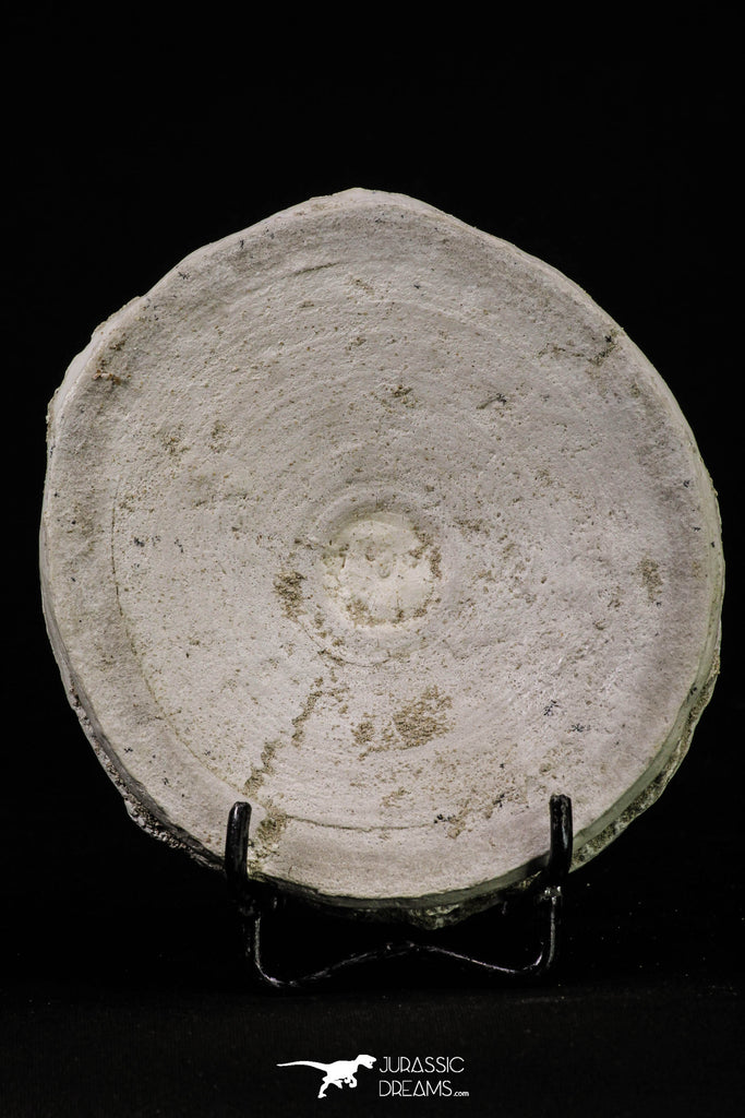 20236 - Top Huge 3.94 Inch Otodus obliquus Shark Vertebra Bone Paleocene