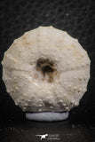 07362 - Top Beautiful 1.10 Inch Heterodiadema libycum (Sea Urchin) Cretaceous