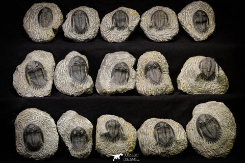 21251 - Great Collection of 15 Hollardops merocristata Middle Devonian Trilobites