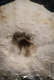 07362 - Top Beautiful 1.10 Inch Heterodiadema libycum (Sea Urchin) Cretaceous