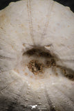 07362 - Top Beautiful 1.10 Inch Heterodiadema libycum (Sea Urchin) Cretaceous