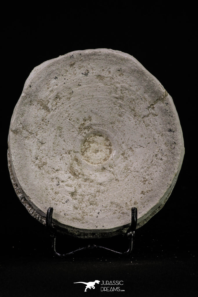 20237 - Top Huge 4.05 Inch Otodus obliquus Shark Vertebra Bone Paleocene