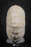07362 - Top Beautiful 1.10 Inch Heterodiadema libycum (Sea Urchin) Cretaceous