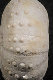 07362 - Top Beautiful 1.10 Inch Heterodiadema libycum (Sea Urchin) Cretaceous