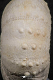 07362 - Top Beautiful 1.10 Inch Heterodiadema libycum (Sea Urchin) Cretaceous
