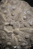 07363 - Top Quality 0.93 Inch Goniopygus menardi (Sea Urchin) Upper Cretaceous