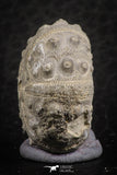 07363 - Top Quality 0.93 Inch Goniopygus menardi (Sea Urchin) Upper Cretaceous