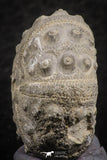 07363 - Top Quality 0.93 Inch Goniopygus menardi (Sea Urchin) Upper Cretaceous