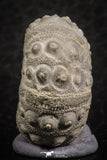 07363 - Top Quality 0.93 Inch Goniopygus menardi (Sea Urchin) Upper Cretaceous