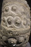 07363 - Top Quality 0.93 Inch Goniopygus menardi (Sea Urchin) Upper Cretaceous