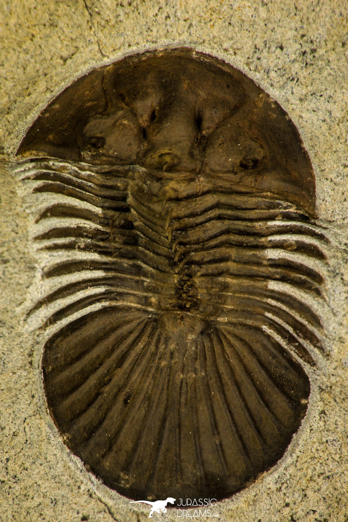 30203 - Top Beautiful 1.34 Inch Scabriscutellum sp Middle Devonian Trilobite