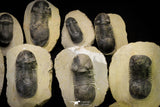 21253 - Great Collection of 13 Paralejurus spatuliformis Devonian Trilobites