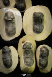 21253 - Great Collection of 13 Paralejurus spatuliformis Devonian Trilobites