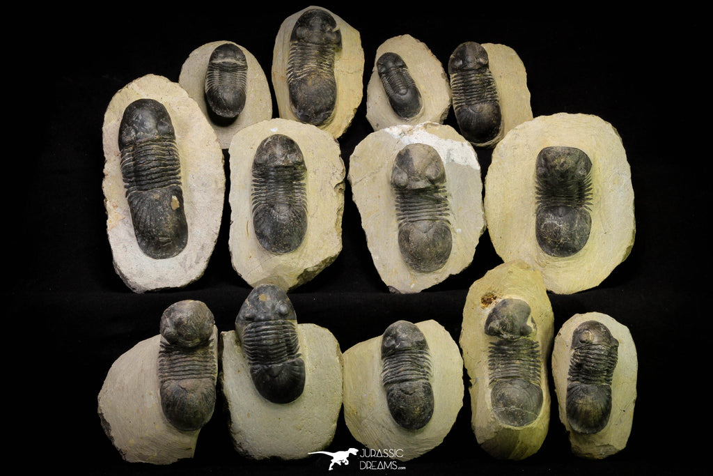 21253 - Great Collection of 13 Paralejurus spatuliformis Devonian Trilobites