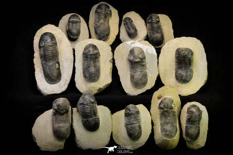 21253 - Great Collection of 13 Paralejurus spatuliformis Devonian Trilobites