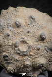 07365 - Top Quality 0.94 Inch Goniopygus menardi (Sea Urchin) Upper Cretaceous