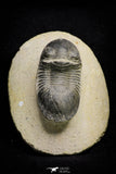 21253 - Great Collection of 13 Paralejurus spatuliformis Devonian Trilobites