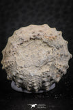 07365 - Top Quality 0.94 Inch Goniopygus menardi (Sea Urchin) Upper Cretaceous