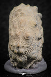 07365 - Top Quality 0.94 Inch Goniopygus menardi (Sea Urchin) Upper Cretaceous
