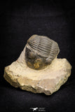 21253 - Great Collection of 13 Paralejurus spatuliformis Devonian Trilobites