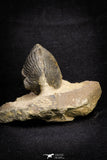 21253 - Great Collection of 13 Paralejurus spatuliformis Devonian Trilobites