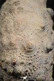 07365 - Top Quality 0.94 Inch Goniopygus menardi (Sea Urchin) Upper Cretaceous