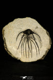30205 - Nicely Prepared 2.37 Inch Andegavia sp Devonian Trilobite