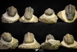 21254 - Great Collection of 15 Crotalocephalina (Crotalocephalus) gibbus Lower Devonian Trilobites