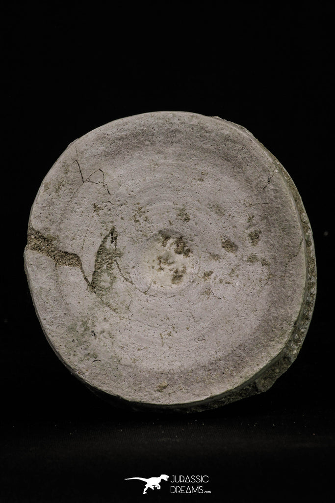 20243 - Top Huge 3.09 Inch Otodus obliquus Shark Vertebra Bone Paleocene