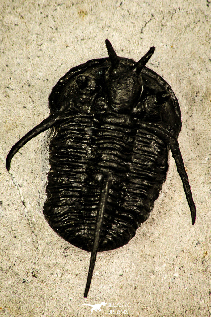 30206 - Nicely Preserved 1.26 Inch "Devil Horned" Cyphaspis walteri Devonian Trilobite