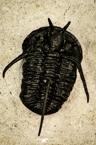 30206 - Nicely Preserved 1.26 Inch "Devil Horned" Cyphaspis walteri Devonian Trilobite