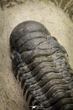 21254 - Great Collection of 15 Crotalocephalina (Crotalocephalus) gibbus Lower Devonian Trilobites