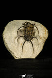 30207 - Outstanding 2.12 Inch Ceratarges sp Middle Devonian Trilobite
