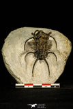 30207 - Outstanding 2.12 Inch Ceratarges sp Middle Devonian Trilobite