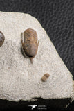 07369 - Top Rare Association 2 Symphysops sp Upper Ordovician Trilobites