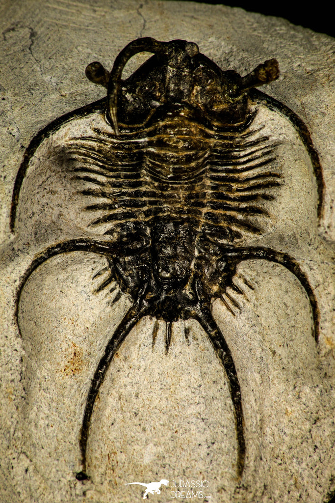 30207 - Outstanding 2.12 Inch Ceratarges sp Middle Devonian Trilobite