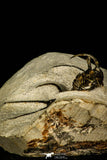 30207 - Outstanding 2.12 Inch Ceratarges sp Middle Devonian Trilobite