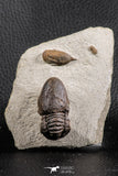 07369 - Top Rare Association 2 Symphysops sp Upper Ordovician Trilobites