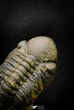 21255 - Great Collection of 15 Reedops sp Lower Devonian Trilobites