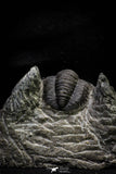21256 - Great Collection of 14 Cornuproetus sp Middle Devonian Trilobites