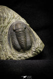 21256 - Great Collection of 14 Cornuproetus sp Middle Devonian Trilobites